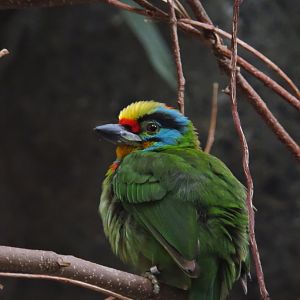 Black-browed barbet