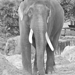 Asian Elephant Portrait