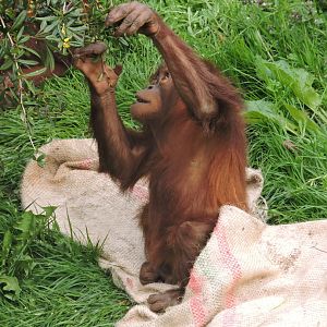 Orangutan browsing in Islands exhibit