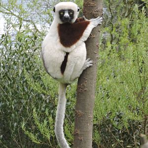 Coquerel's sifaka