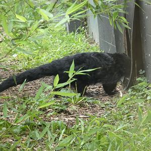 Palawan binturong