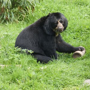 Spectacled bear