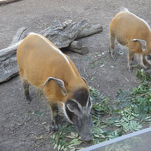 Red river hogs