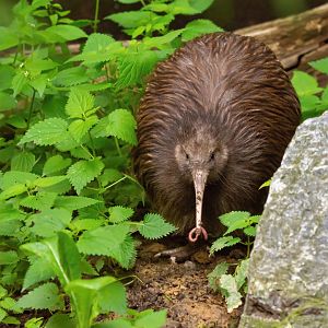 Northern brown kiwi (Apteryx mantelli)