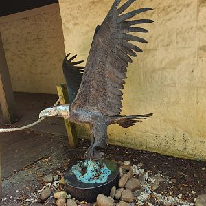 Carolina Raptor Center - Eagle statue