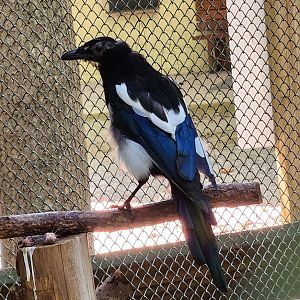 Carolina Raptor Center - Black-billed Magpie