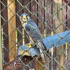Carolina Raptor Center - Lanner Falcon