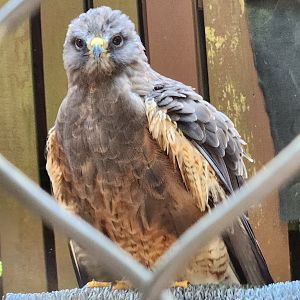 Carolina Raptor Center - Swainson's Hawk