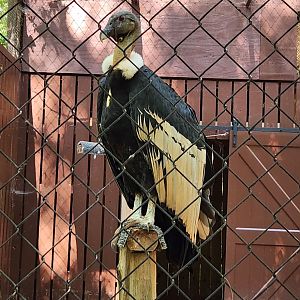 Carolina Raptor Center - Andean Condor