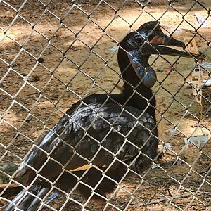Carolina Raptor Center - Northern Ground Hornbill
