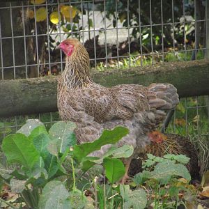 Domestic Fowl - Zooparc de Beauval - 08/2022
