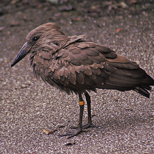Hamerkop/Umbrette - Marwell Zoological Park 2023