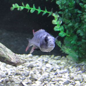 Haplochromis piceatus