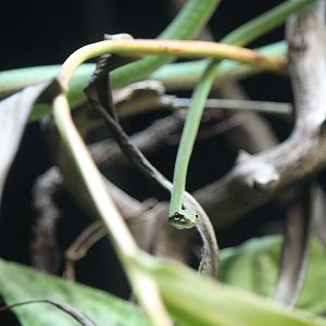Burmese vine snake (Ahaetulla fronticincta)