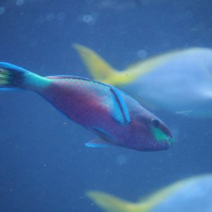 Greenblotch Parrotfish (Scarus quoyi)