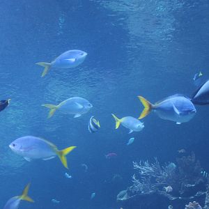 Blue-and-yellow fusilier (Caesio teres)