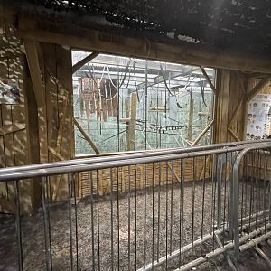 Cornered Of Pileated Gibbon Enclosure