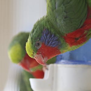 Red-flanked lorikeets