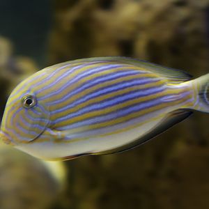 Clown surgeonfish