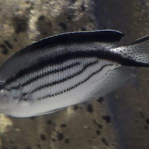 Black-striped angelfish