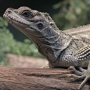 Sulawesi black sailfin dragon, female?