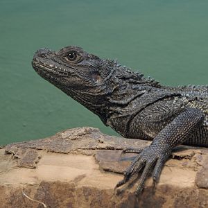 Sulawesi black sailfin dragon, male?