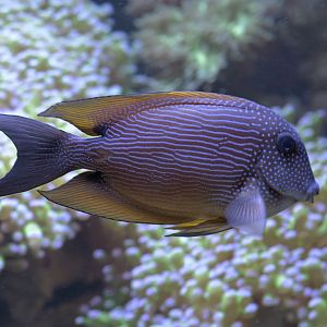 Two-spot surgeonfish