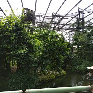 Jungola spider monkey island