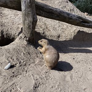Prairiedog