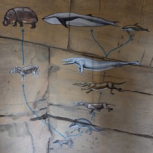 Evolution mural