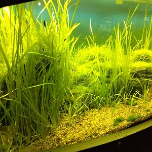 One of the freshwater aquariums