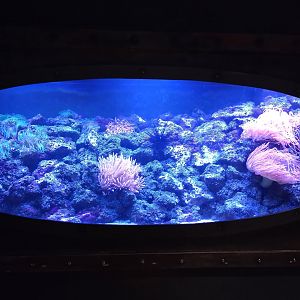One of the saltwater aquariums