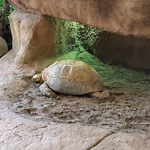 Sulcata tortoise