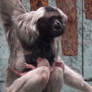 Valentina With Twins