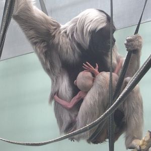 Valentina With Twins