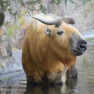 Sichuan takin - August 2023