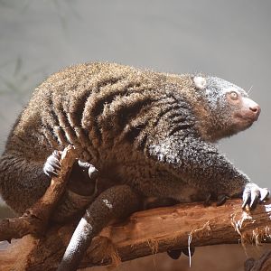 Bear cuscus - August 2023