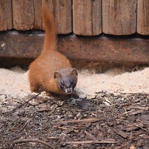 Siberian weasel - August 2023