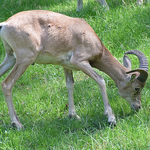 Transcaspian urial - August 2023