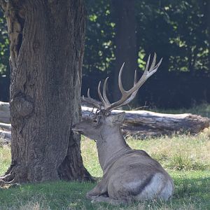 Bactrian deer - August 2023