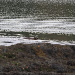 Harbour Seal