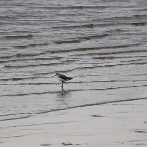 Common Greenshank