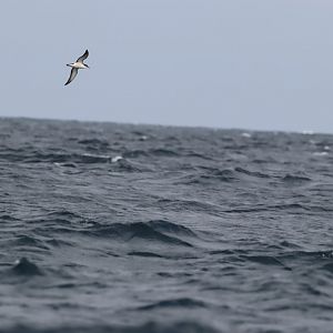 Manx Shearwater