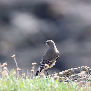 Northern Wheatear