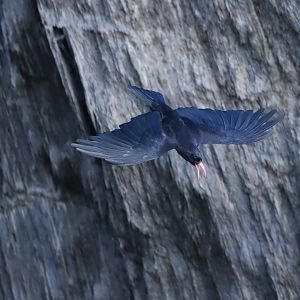Red-billed Chough