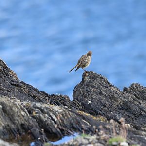 Rock Pipit