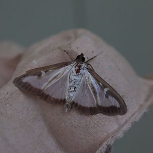 Box Tree Moth (Cydalima perspectalis)