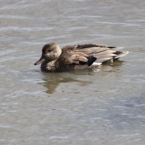 Gadwall, in eclipse plumage