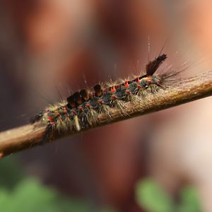 Vapourer (Orgyia antiqua)