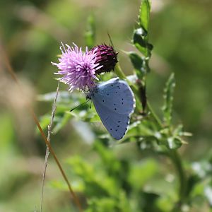 Holly Blue (Celastrina argiolus)